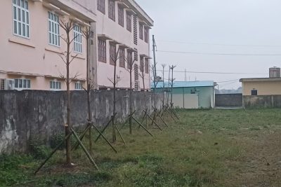 Mùa Xuân là Tết trồng cây